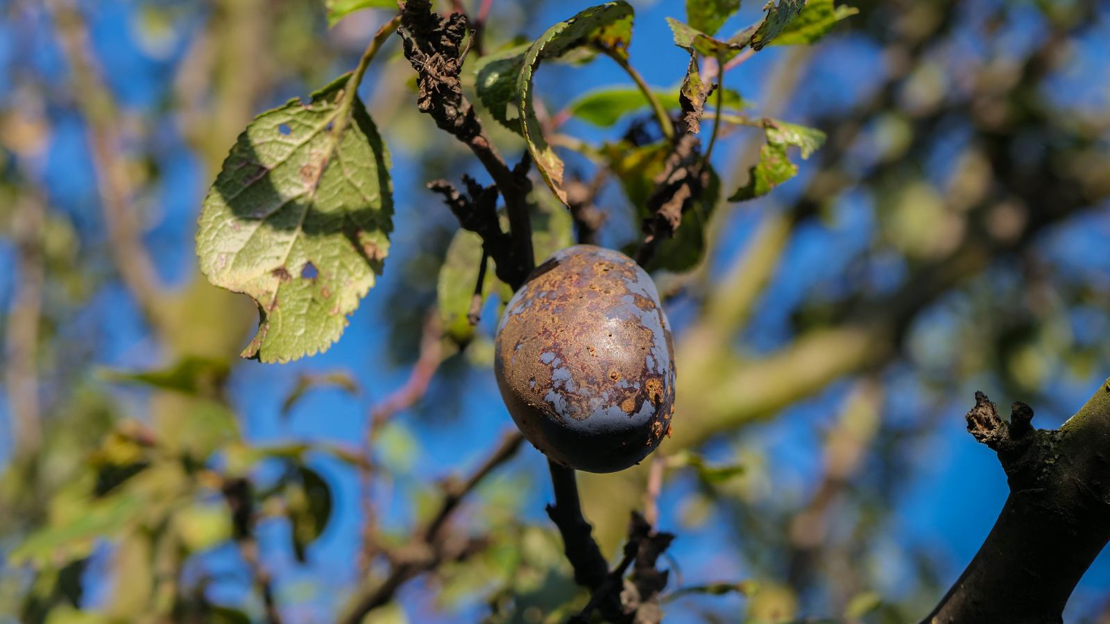 A close-up shot of a fruit that is rotting from a severe infection showcasing how it has already spread to the leaves and branches, all situated in a well lit area.