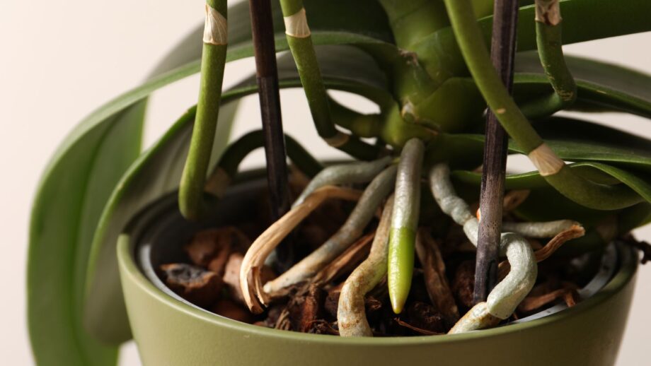 Orchide Roots Should You Prune Your Orchid’s Roots
