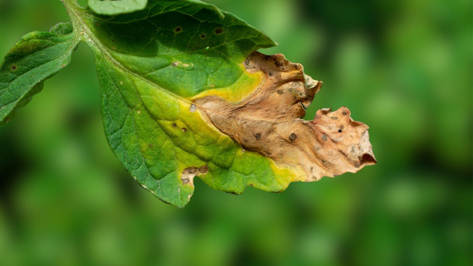 A close-up shot of a leaf infected with bacterial spot showcasing its severity that is already spreading, placed in a well lit area with a blurred background.