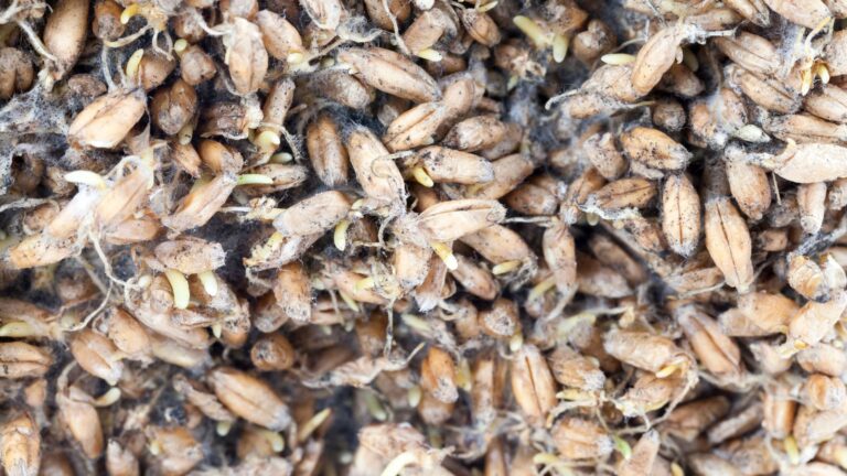 Seeds Not Germinating? 12 Reasons Why and How to Fix It