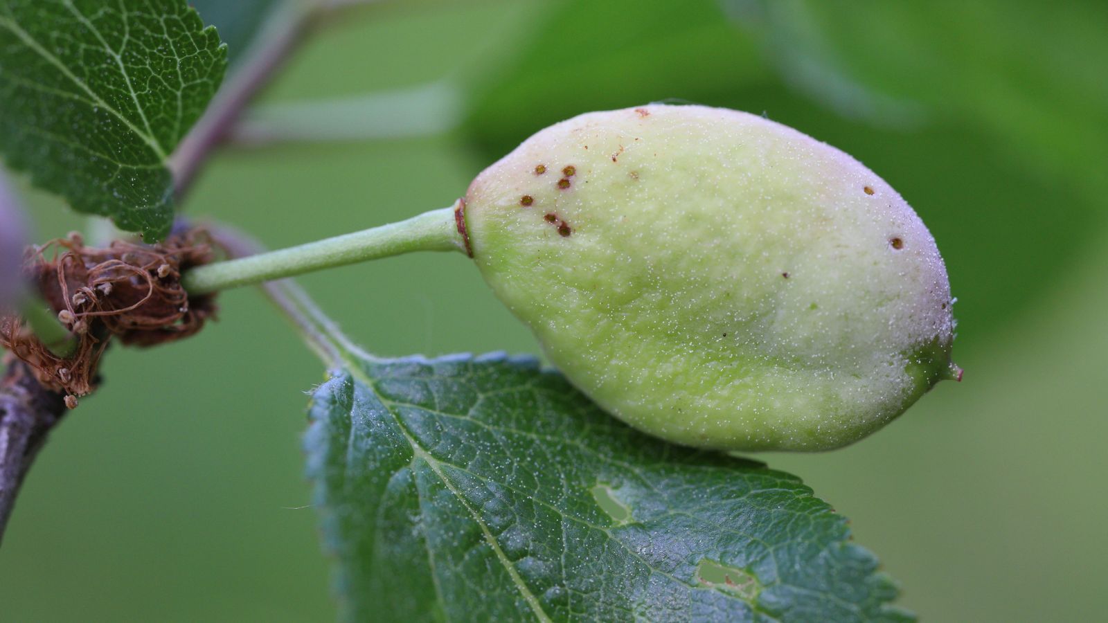 A close-up shot of an illness called Plum Pocket showcasing how swollen the fruit has become