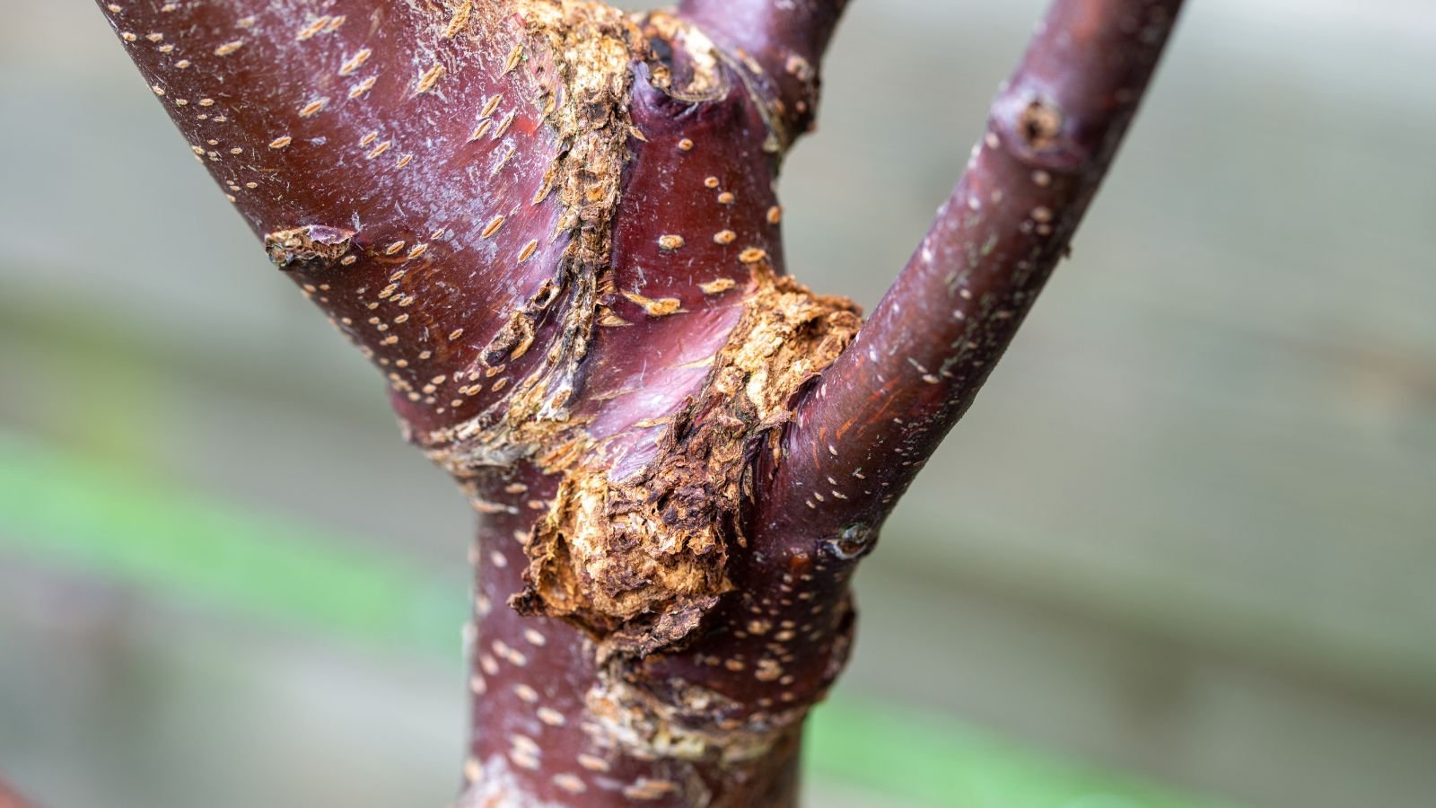 A close-up shot of bacterial canker on the branch that showcases the severity of the infection on the branches in a well lit area