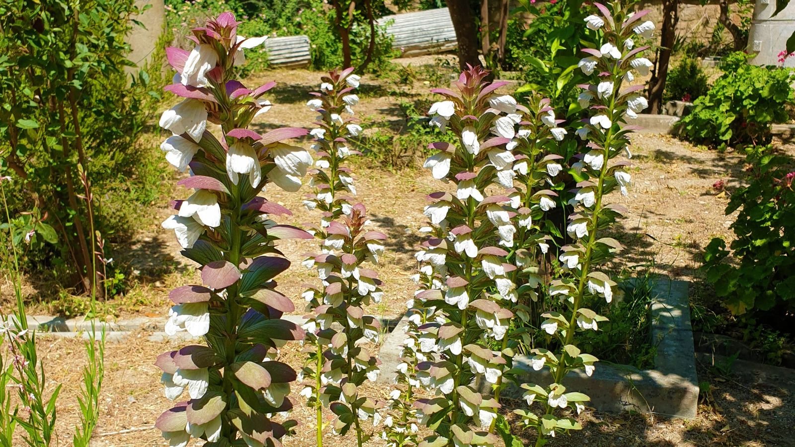 A close-up shot of bear's breeches flowering plants in a warm, sunlit area outdoors, with other trees and plants in the background
