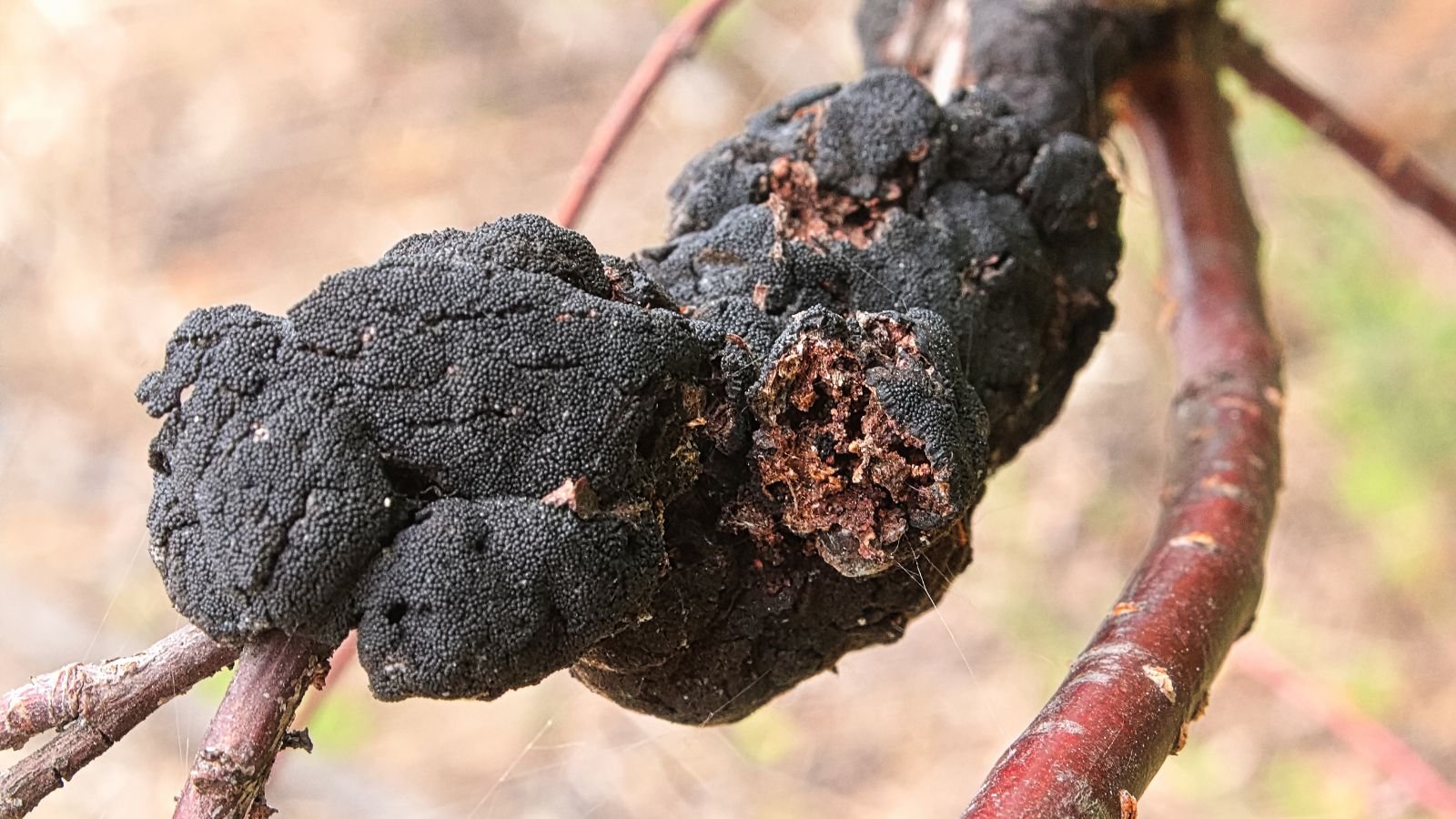 A close-up shot of black knot illness that is infected a branch of a plant in a well lit area outdoors