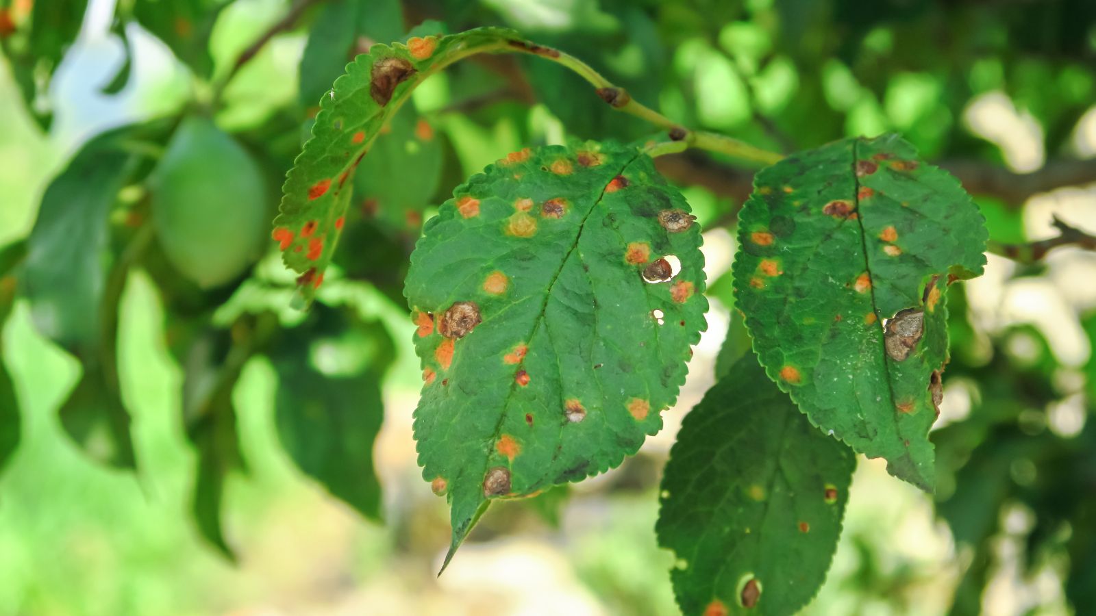 A close-up shot of fungal illness on leaves showcasing its lesions and holes in an area outdoors