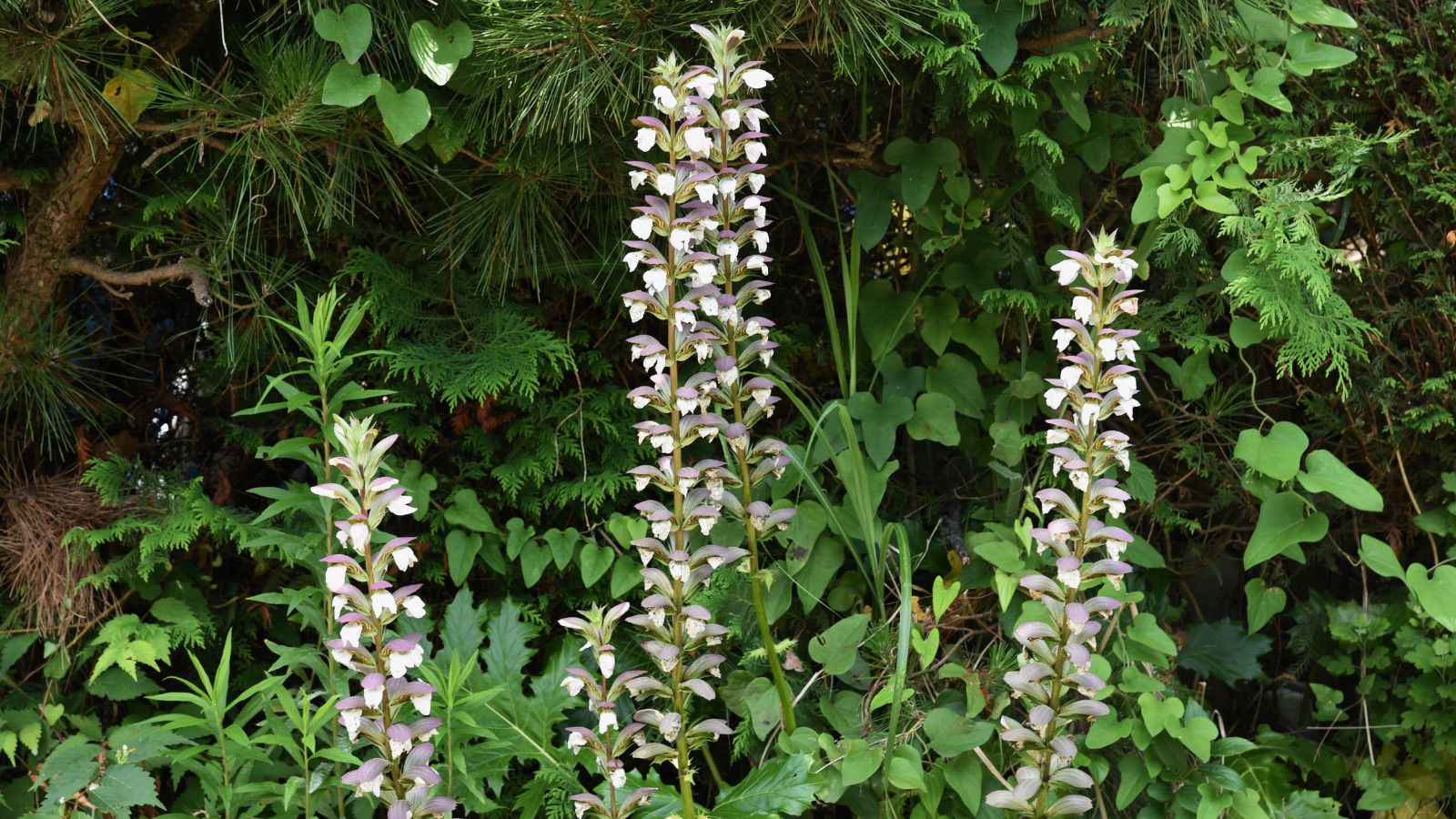 A close-up shot of multiple flowering plants showcasing its tower-like structure and appearance with lush green leaves and other foliage in the background in an area outdoors