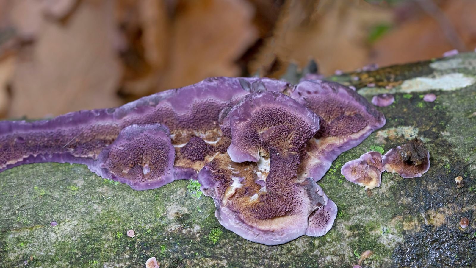 A close-up shot of the silver leaf fungal disease that showcases its brown-silvery sheen attached to a branch in a well lit area