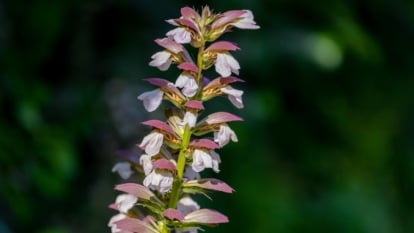 A focused and close-up shot of a flowering plant showcasing its unique structure and white to magenta colors, situated in an area outdoors with the shot having a blurred background.