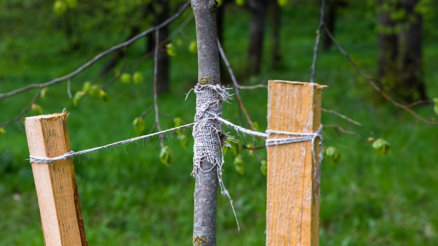 Tree Staking Posts How to Stake A Tree in 5 Easy Steps
