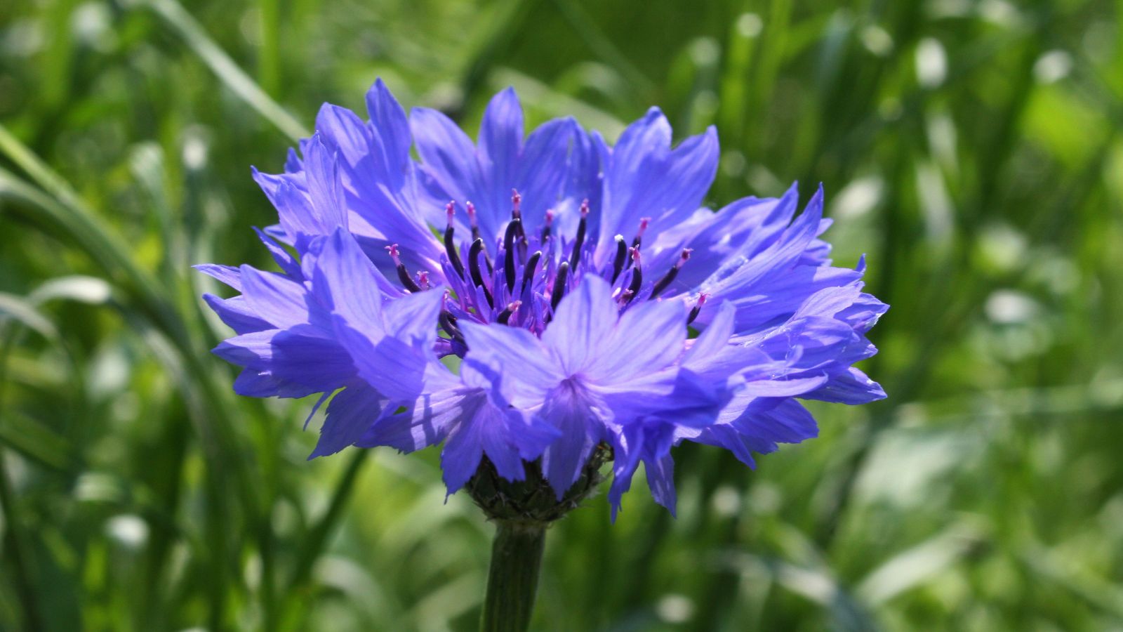 A focused shot of a blue cornflower showcasing it vivid blue petals and its sturdy stem in a well lit are outdoors