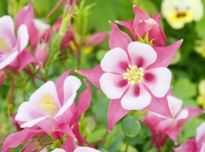 A focused shot of a red-pink flower that is one of the native plants fall