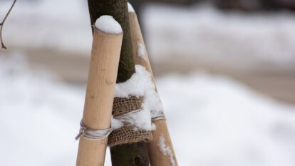How to Stake A Tree in 5 Easy Steps