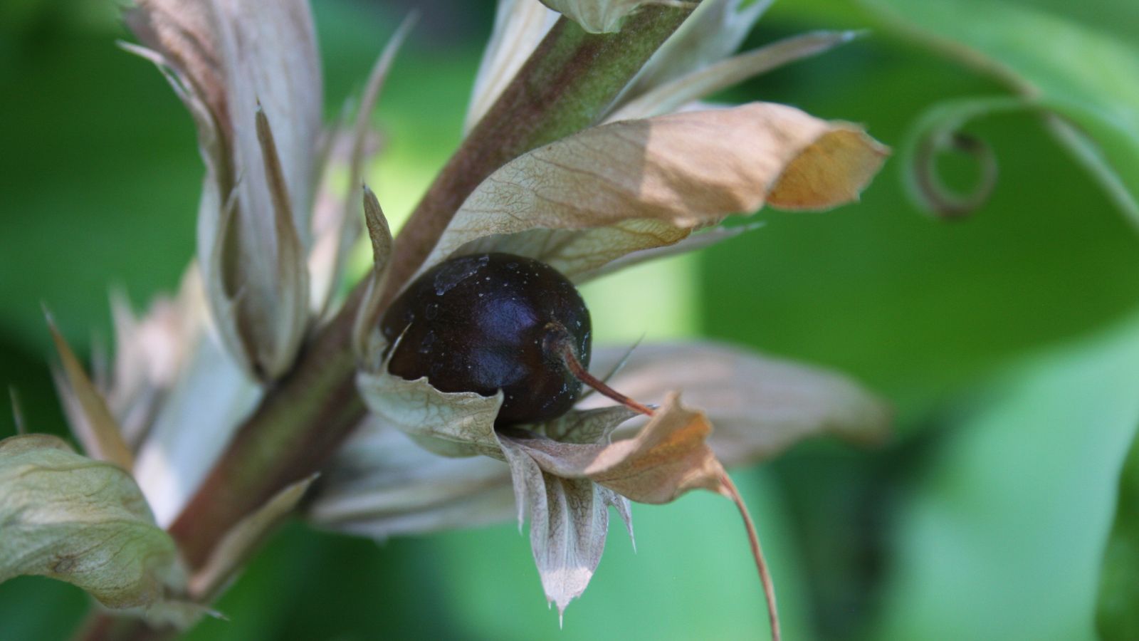 A focused shot of a seed of a perennial flower plant in a well lit are outdoors