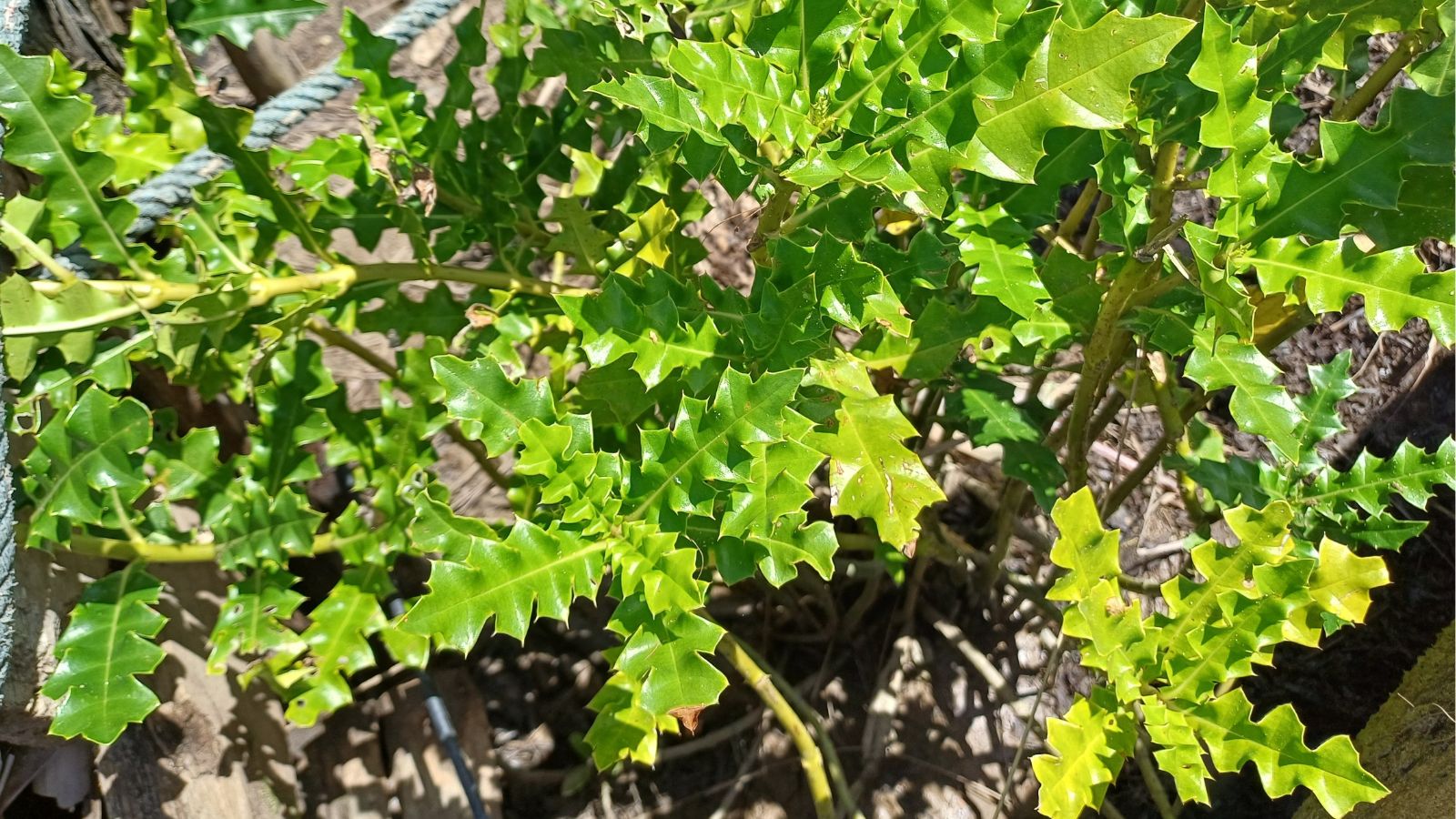 A focused shot of multiple seedlings of a flowering plant growing on nutrient-rich soil in a well lit are outdoors