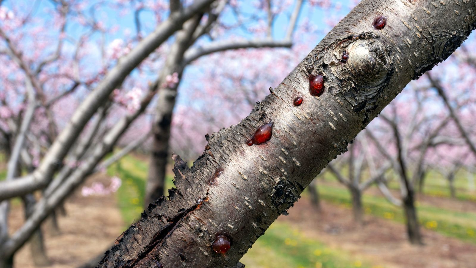A focused shot of perennial cankers on a branch showcasing a pimple-like appearance with amber ooze in a well lit area