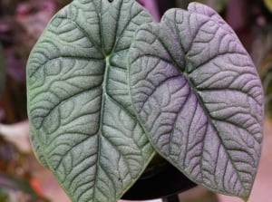 A focused shot of the mythic dragonite alocasia