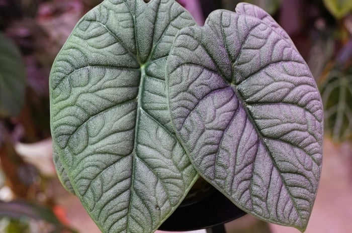 A focused shot of the mythic dragonite alocasia