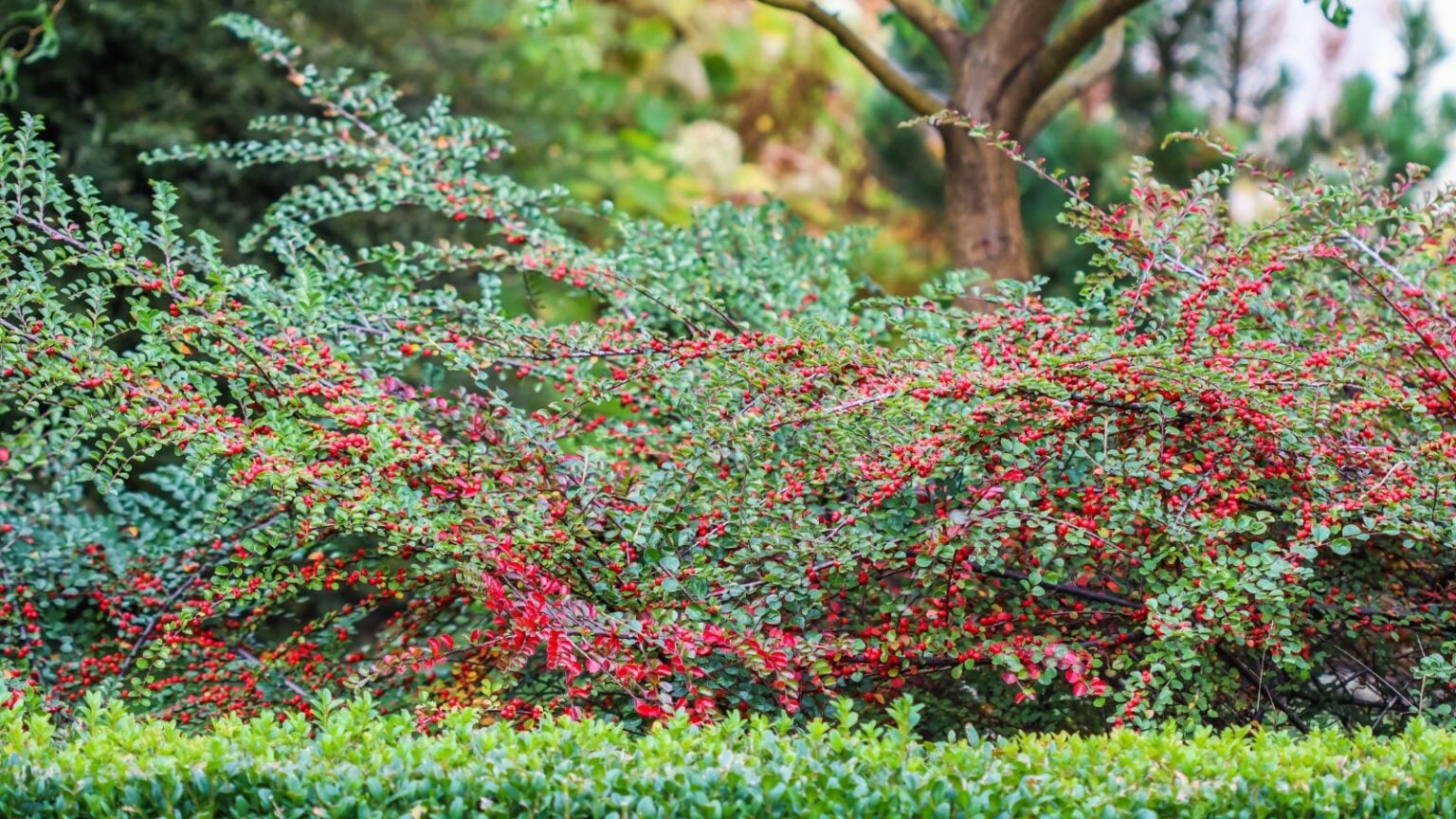 How To Plant Grow And Care For Cotoneaster Horizontalis how-to-plant-grow-and-care-for-cotoneaster-horizontalis