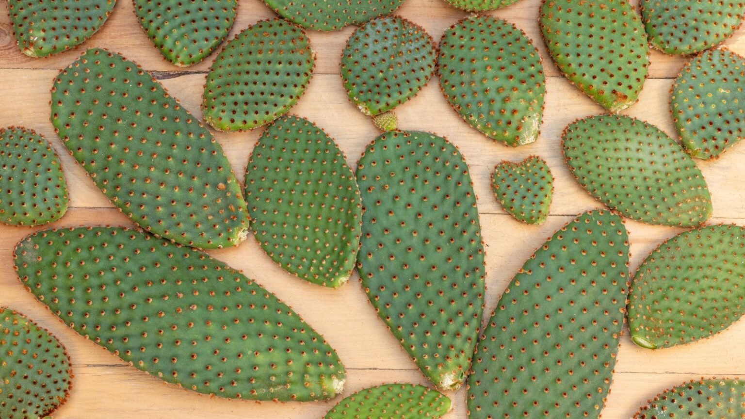 Prickly Pear Cactus Propagation From Cuttings and Seeds