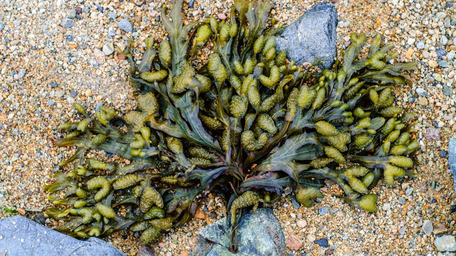 A shot of a Fucus marine plant on a beachside with textured sand in the background in a well lit area