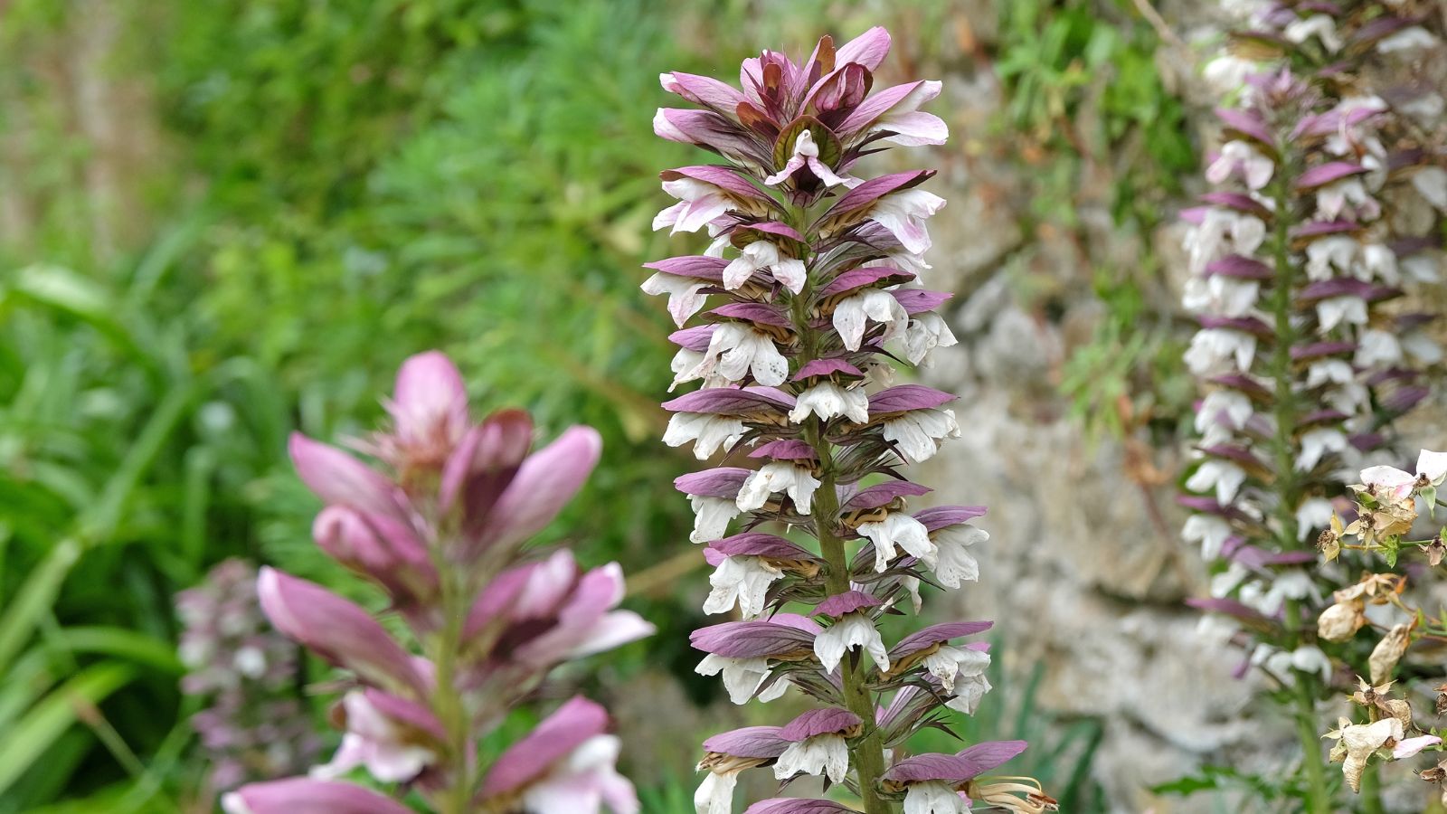 A shot of a composition of Acanthus flowers in a well lit area outdoors