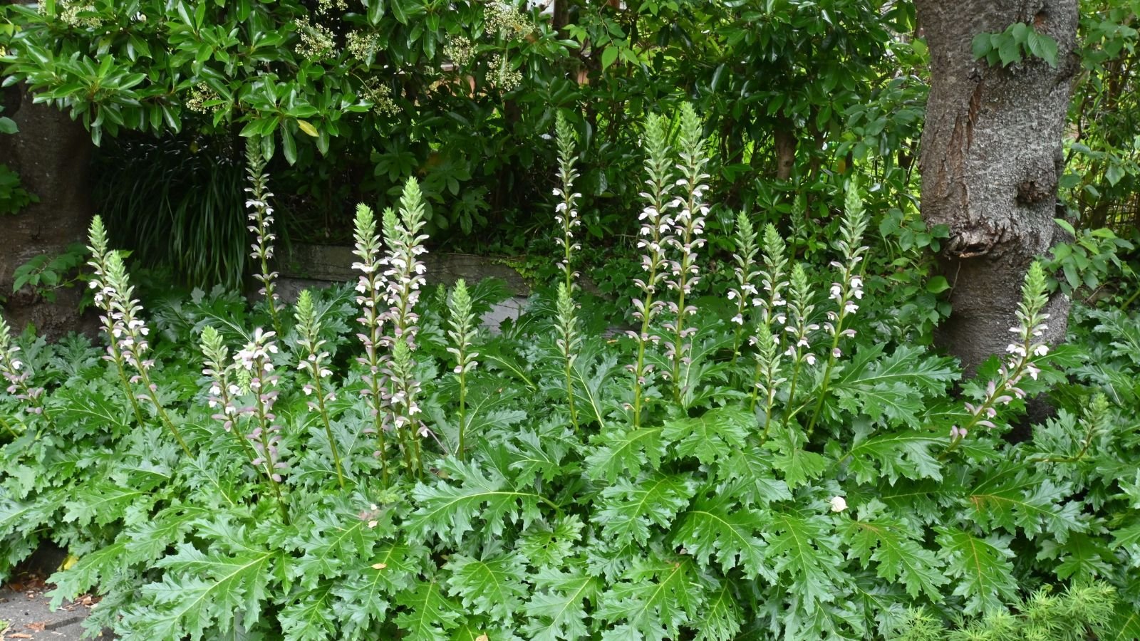 A shot of a composition of Bear's Breeches flowering plants showcasing its unique vertical structure and lush green foliage on its base with different plants in the background in an area outdoors