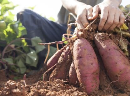 A shot of a person harvesting sweet potatoes while sitting on the loamy brown soil surrounded by lovely green foliage under the sunlight