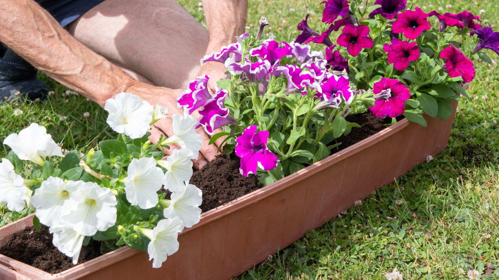 A close-up shot of a person in the process of transplanting multi-colored flowers, on a large planter