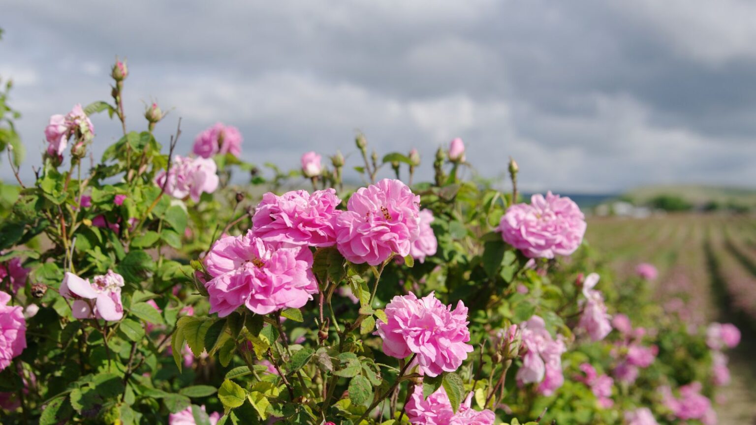 How to Plant, Grow, and Care For Autumn Damask Roses