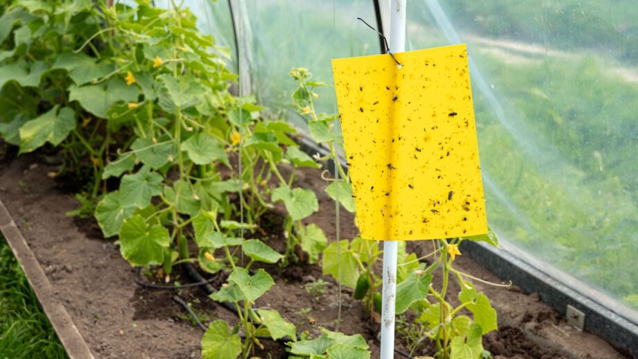 How To Identify And Get Rid Of Flea Beetles