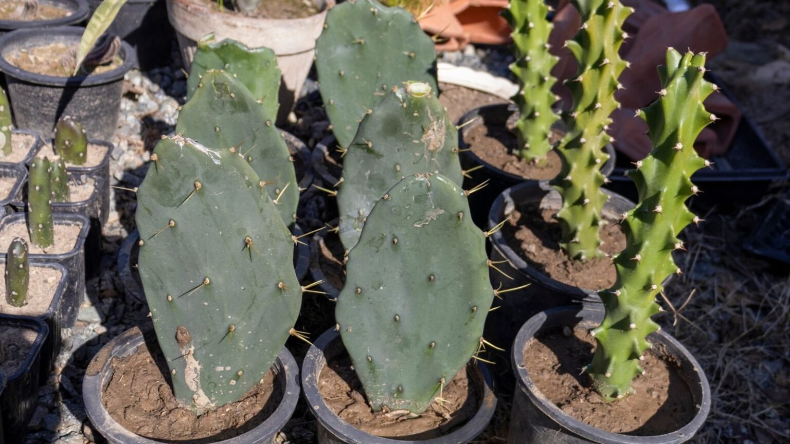 Prickly Pear Cactus Propagation From Cuttings and Seeds