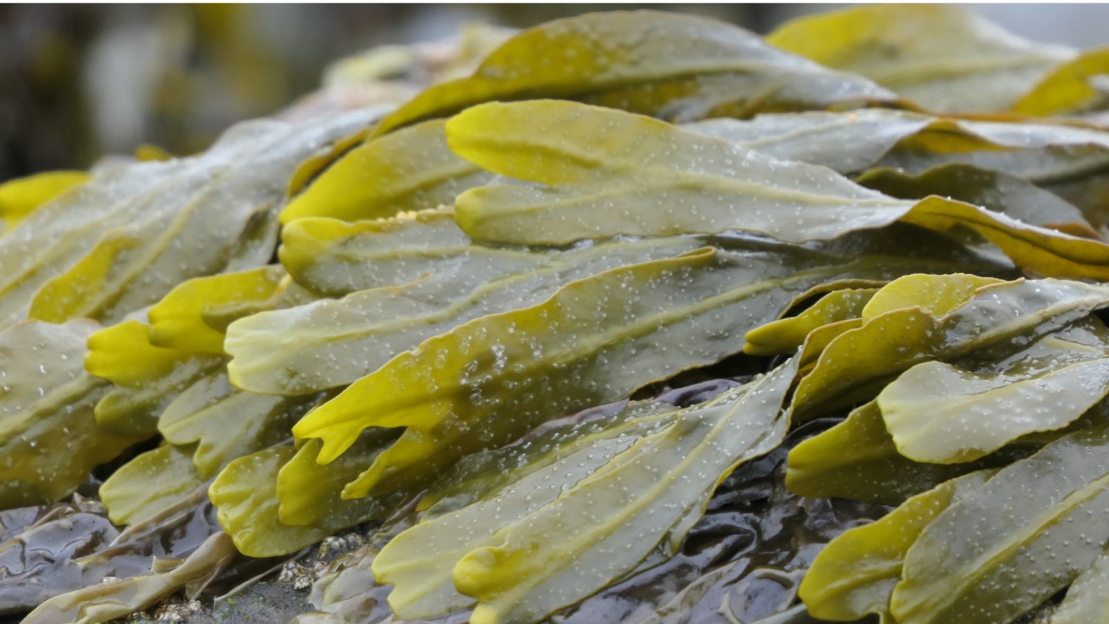 A shot of marine algae on top of a stone that highlights its yellow-green color and soaked leaved