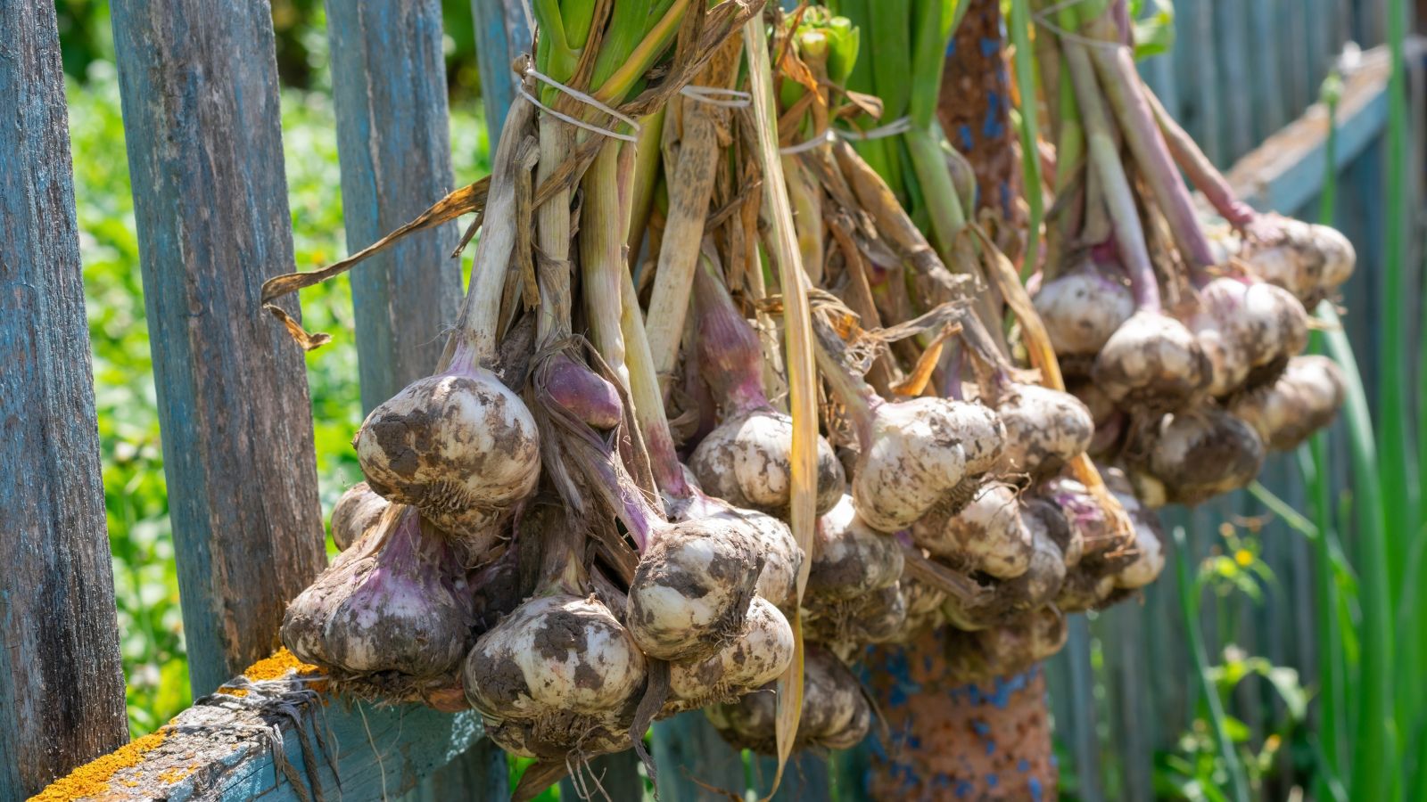 A bunch of tied up and freshly harvested Allium sativum crops, placed along a wooden fence