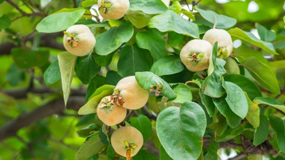Quince Problems How and When to Harvest Quince