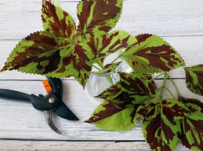 A top view shot of a plant in a jar beside a hand pruner on a wooden surface that is one tips for coleus pruning