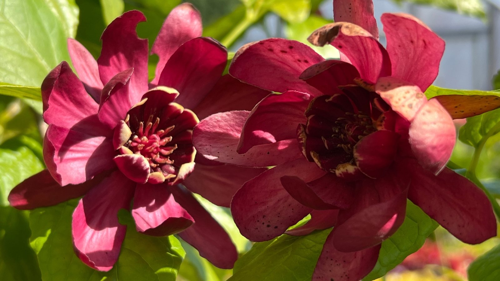Showy rich red flowers are paired with glossy, vibrant green leaves under the bright sun.