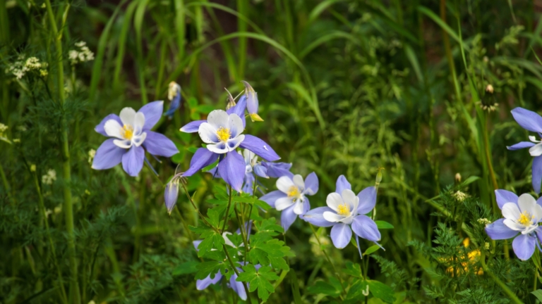 Native Cold Climate Trees 13 US-Native Plants That Can Withstand Extreme Cold