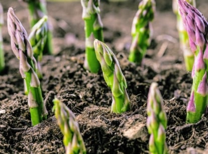 Asparagus growing out of dark soil, with seedlings planted close to each other.