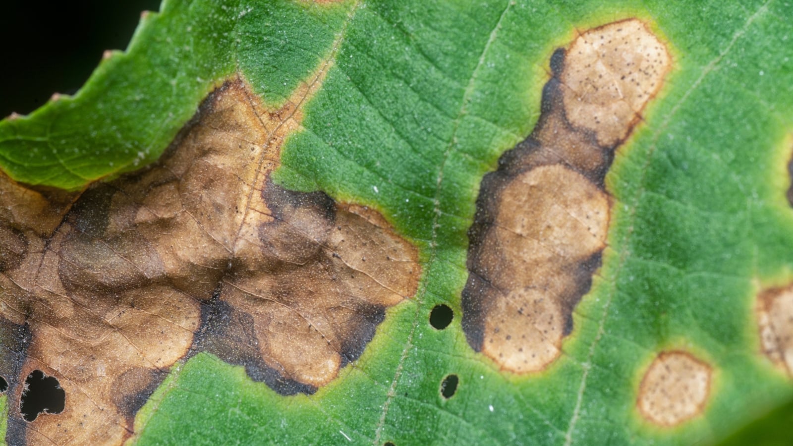 Broad leaves appearing to be infected having dark brown spots caused by the disease