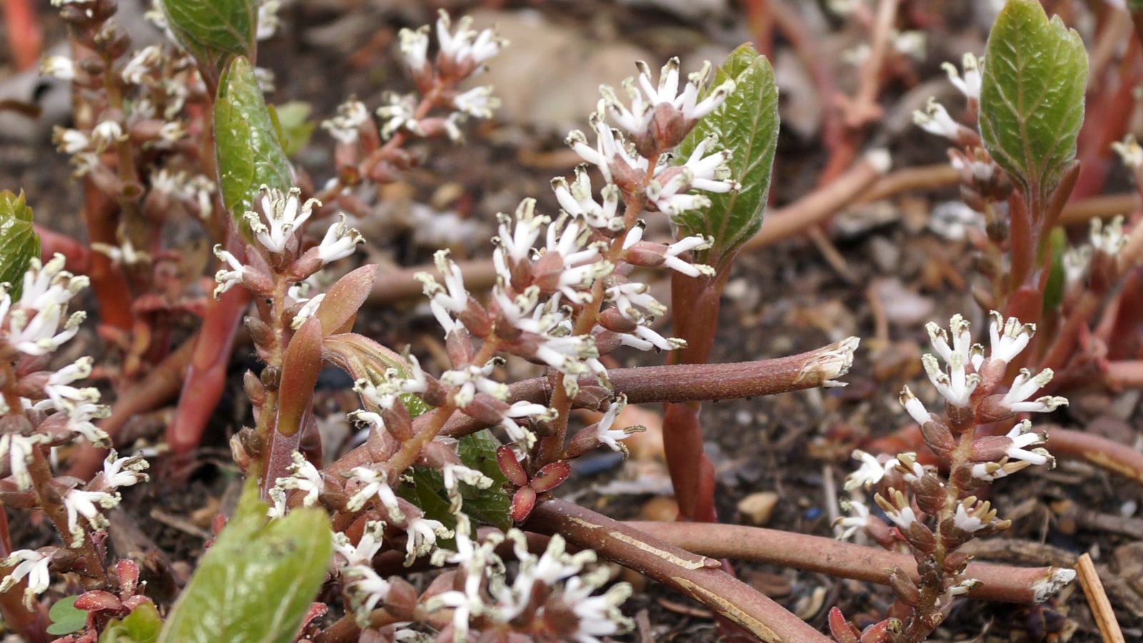 Blossoms of a groundcover plant, appearing to have white tips that look like spikes attached to pinkish plant flesh on dark brown dirt
