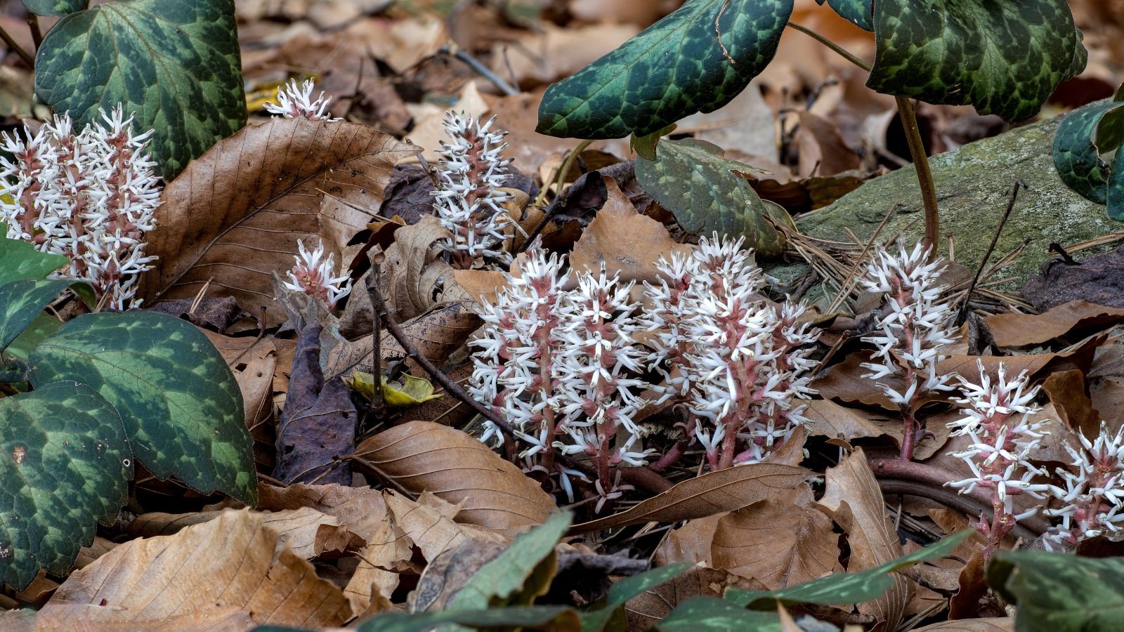 Multiple blossoms of the Allegheny spurge appearing to have pure white spikes attached to a pinkish body surrounded by dry leaves