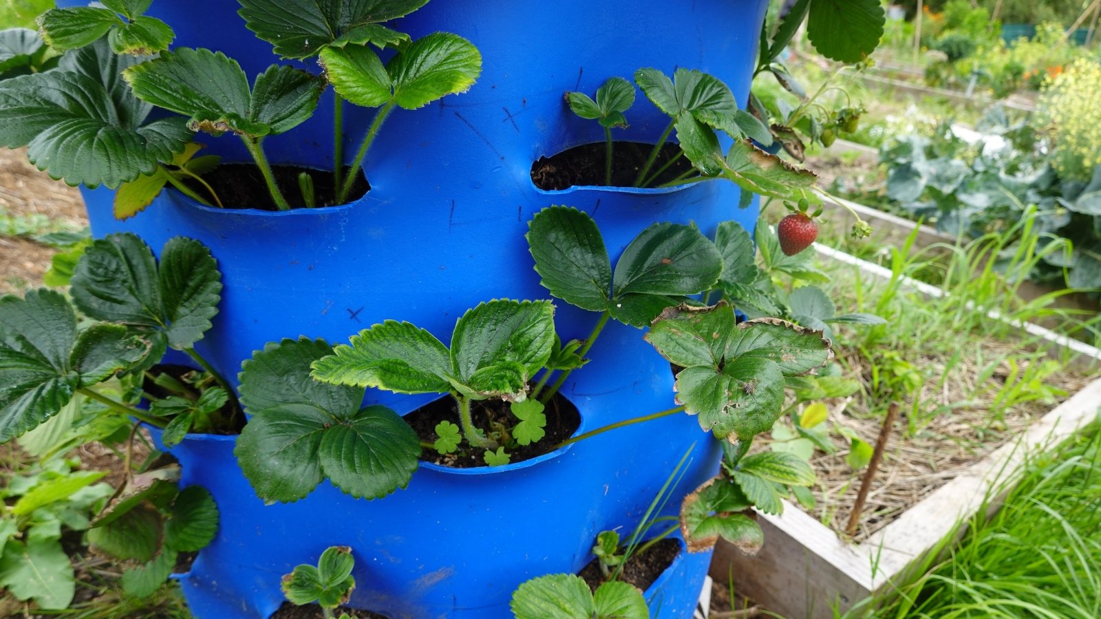 A blue, tiered vertical planter holding lush plants with broad, serrated leaves and small, rounded fruits hanging from thin, delicate stems, surrounded by a vibrant green garden.