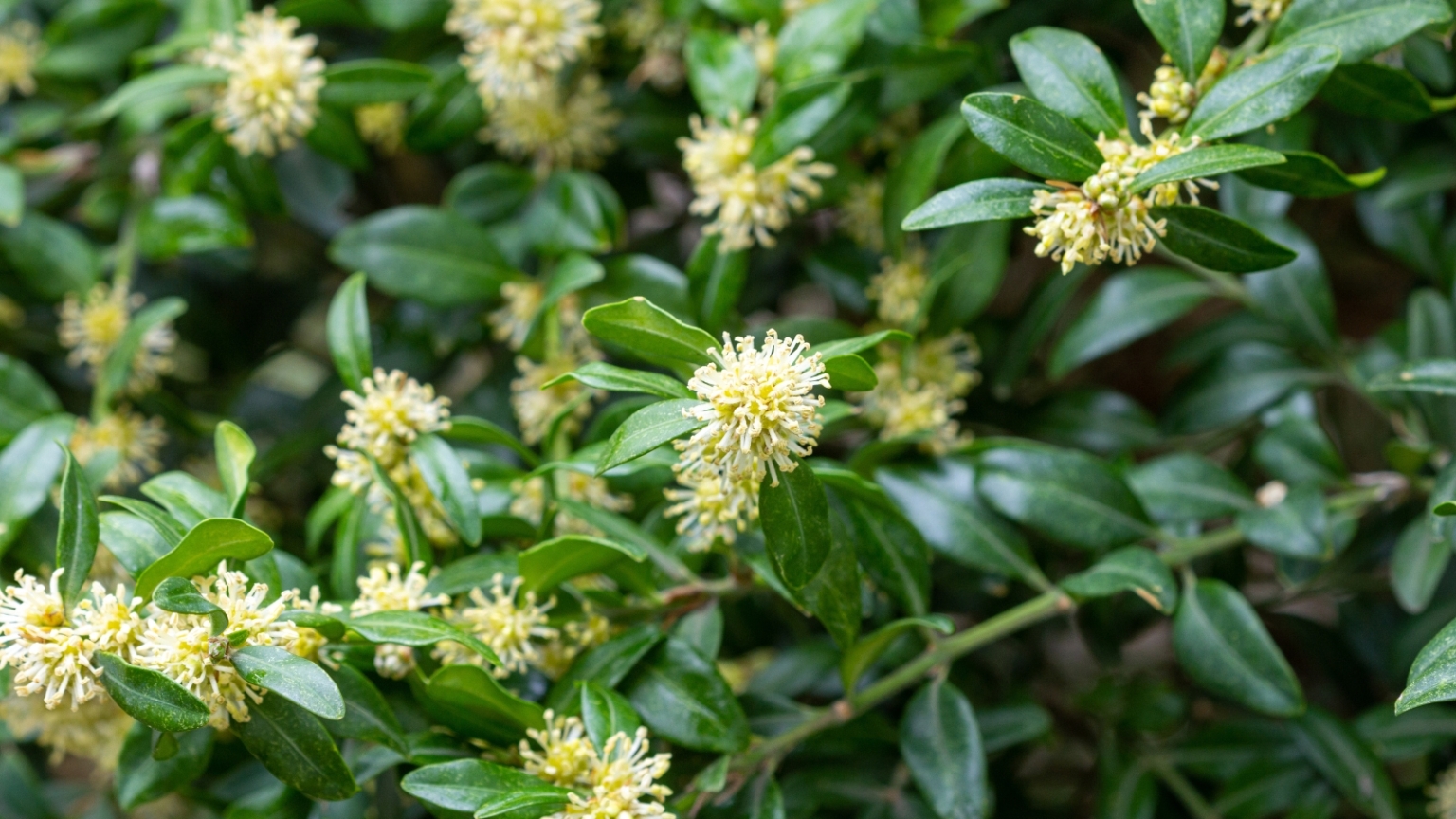 21 Evergreen Trees and Shrubs You Can Grow in Pots and Containers