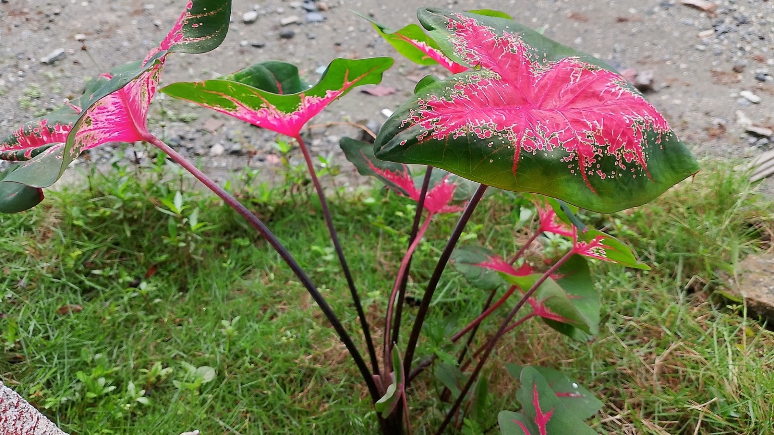 How to Plant, Grow, and Care for 'Lemon Blush' Caladium