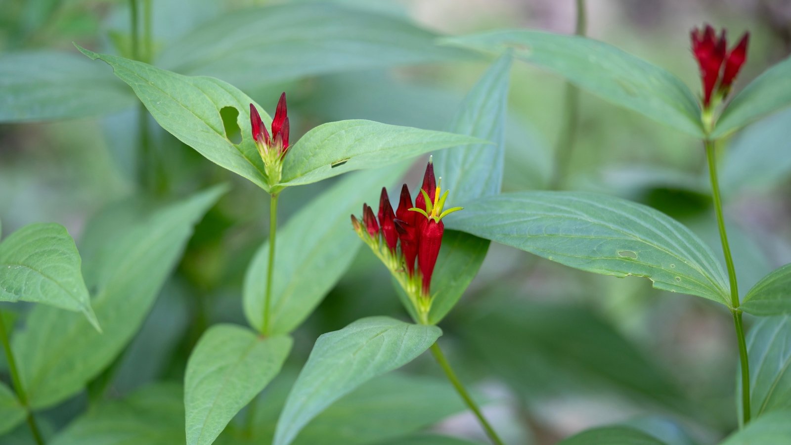 A group of pointed red buds begins to open at the top of tall, thin stems, supported by broad, elliptic green leaves that form a dense layer below.