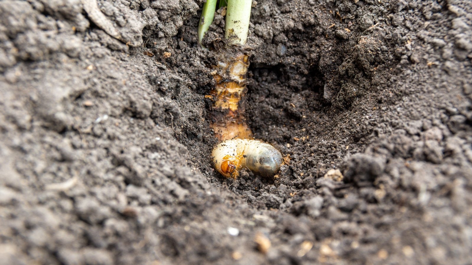 Small, white larvae burrow into the soil near the base appearing to have a yellow hue, feeding on the roots.