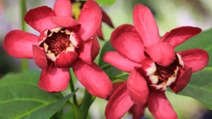 Its large, smooth, bright green leaves contrast with its richly colored maroon, cup-shaped blooms.