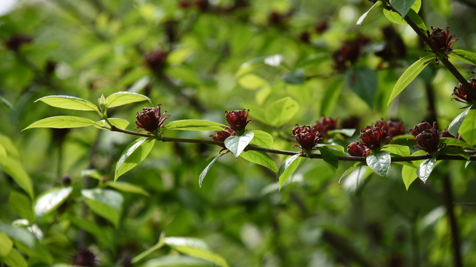 This plant has glossy, dark green, oval leaves with deep red, star-shaped flowers that appear in clusters.