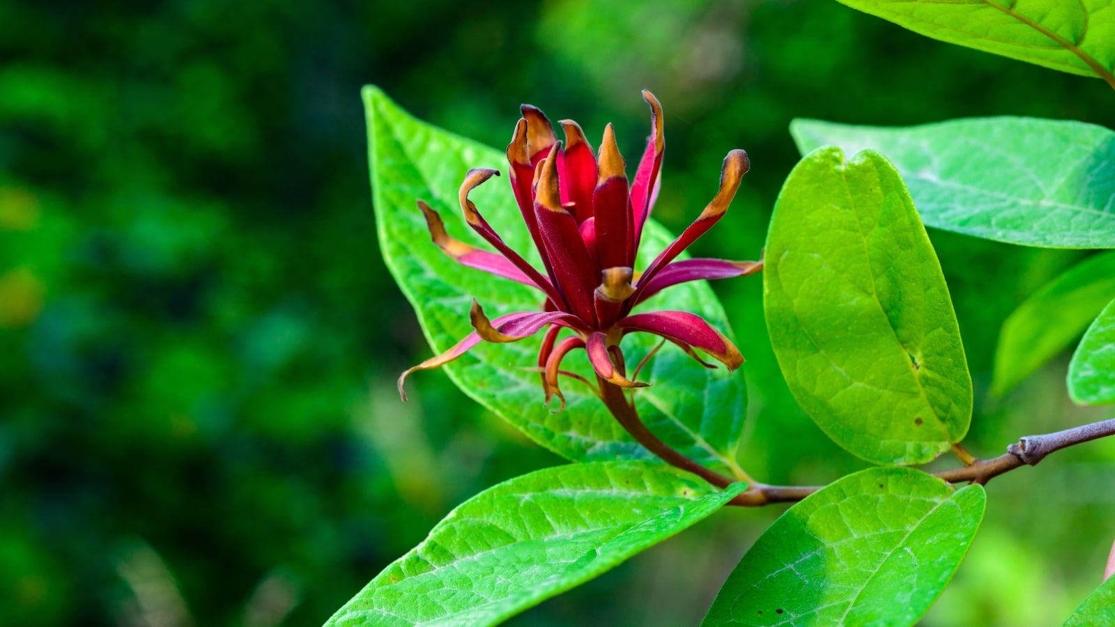 Close-up of a flower having deep maroon petals with a layered, star-shaped formation and a velvety texture, surrounded by glossy green leaves.