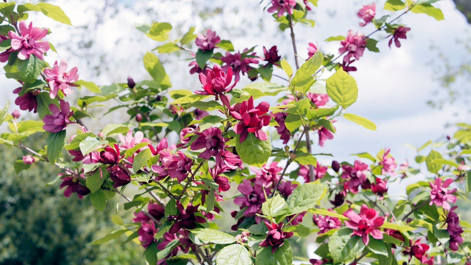 This shrub features thick, vibrant green leaves and showy, wine-red blossoms with layered petals against a blue sky in a sunny garden.